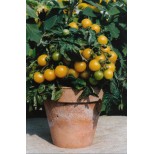 Tomato 'Balconi Yellow' 