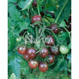 Tomato 'Black Cherry' 