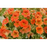 Tropaeolum majus 'Alaska Apricot' 