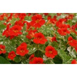 Tropaeolum majus 'Alaska Scarlet' 