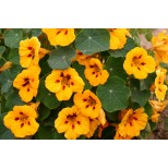 Tropaeolum majus 'Canary' 