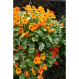 Tropaeolum majus 'Firebird' 