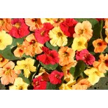 Tropaeolum majus 'Hawaiian Mix' 