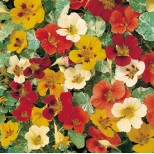 Tropaeolum majus 'Jewel of Africa'  