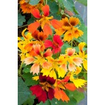 Tropaeolum minus 'Phoenix'