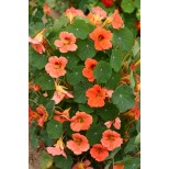 Tropaeolum majus 'Salmon Mousse' 