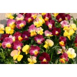 Viola hybrida 'Fire Shades' 