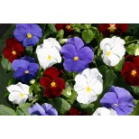 Viola wittrockiana 'Flying The Flag' 