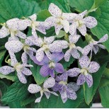 Viola sororaria 'Freckles' 