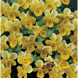 Viola hybrida 'Miniola Heart Gold' 