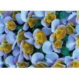 Viola hybrida 'Miniola Heart Ice Blue' 