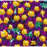 Viola hybrida 'Miniola Heart Purple' 