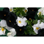 Viola wittrockiana 'Night And Day' 