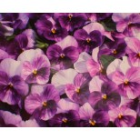 Viola hybrida 'Purple Passion'  F1