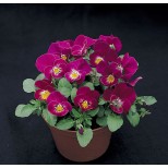 Viola hybrida 'Rose Shades' 