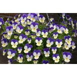 Viola hybrida 'Waterfall'  F1