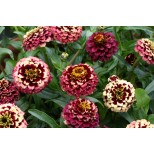 Zinnia haageana 'Aztec Burgundy Bicolour' 