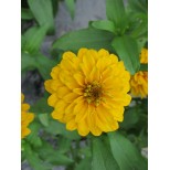 Zinnia haageana 'Aztec Gold' 