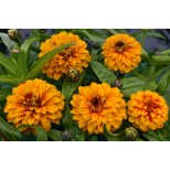 Zinnia haageana 'Aztec Orange' 