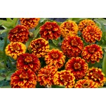 Zinnia haageana 'Aztec Red Bicolour' 