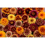 Zinnia haageana 'Aztec Sunset' 