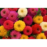 Zinnia elegans 'Candy Mix' 