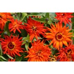 Zinnia elegans 'Inca' 