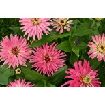 Zinnia elegans 'Pinca' 