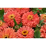 Zinnia elegans 'Senora' 