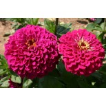 Zinnia elegans 'Tudor' 