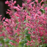 Agastache 'Acapulco Deluxe Carmine Red'