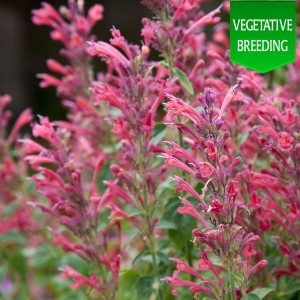 Agastache 'Acapulco Deluxe Carmine Red'