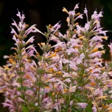 Agastache 'Acapulco Deluxe Chiffon'