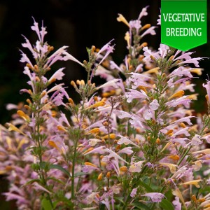 Agastache 'Acapulco Deluxe Chiffon'