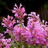 Agastache 'Acapulco Deluxe Rose'