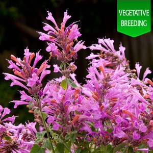 Agastache 'Acapulco Deluxe Rose'