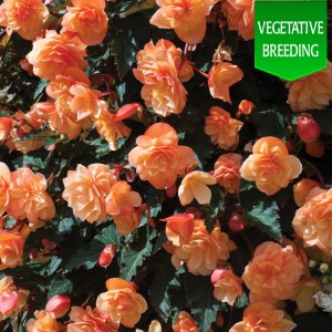 Begonia 'Fragrant Falls Peach'
