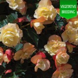 Begonia 'Fragrant Falls Peach'