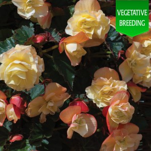 Begonia 'Fragrant Falls Peach'