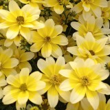 Bidens 'Spot Light'