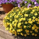 Bidens 'Pirates Gold'