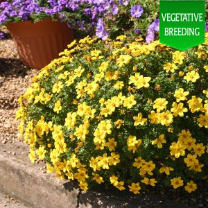 Bidens 'Pirates Gold'