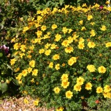 Bidens 'Pirates Goldmine'