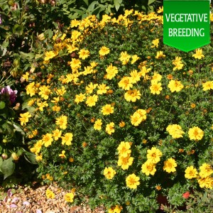 Bidens 'Pirates Goldmine'