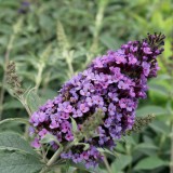 Buddleja 'Buzz Blue'