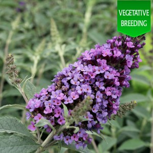 Buddleja 'Buzz Blue'