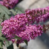 Buddleja 'Buzz Dark Pink'