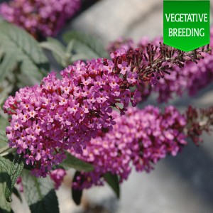 Buddleja 'Buzz Dark Pink'