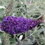 Buddleja 'Buzz Midnight'