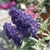 Buddleja 'Buzz Midnight'